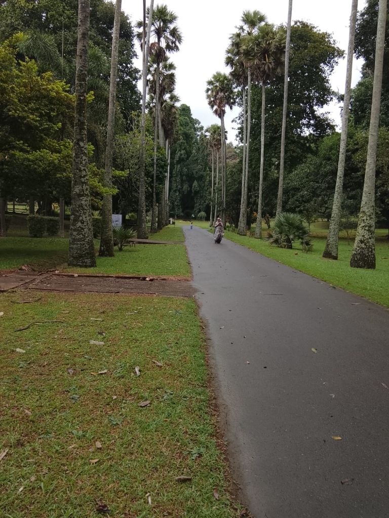 Royal Palm Avenue in Peradeniya Botanical Gardens Kandy
