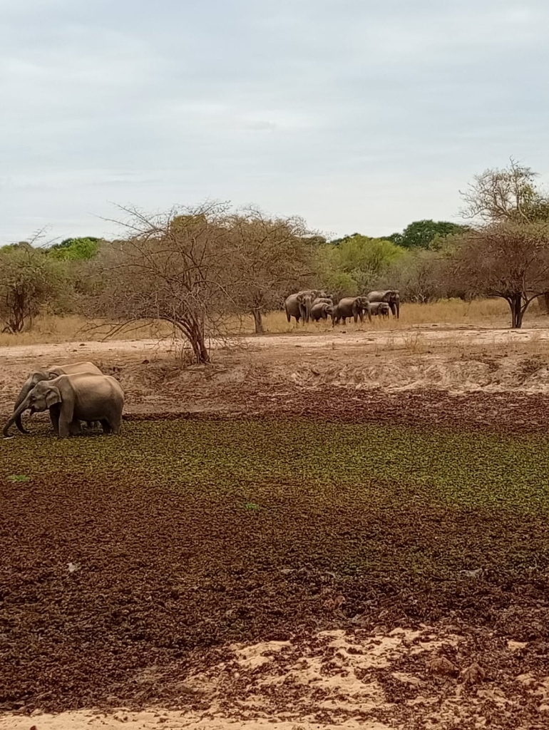 Wild Elephant Gathering in Sri Lanka National Park